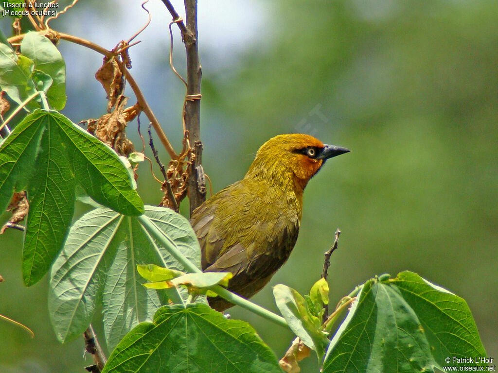 Spectacled Weaver