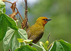 Spectacled Weaver