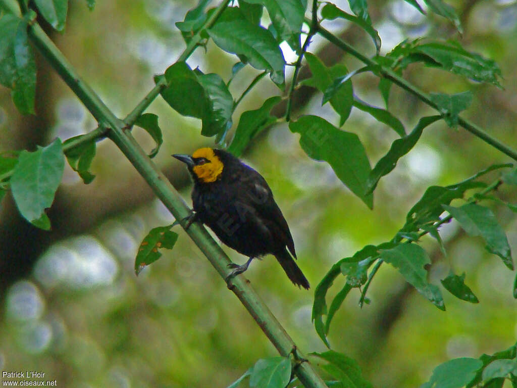 Tisserin à tête jaune mâle adulte, identification