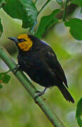 Black-billed Weaver