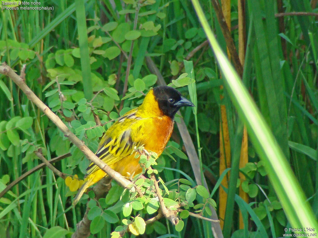 Black-headed Weaver