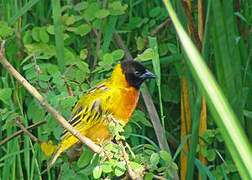 Black-headed Weaver