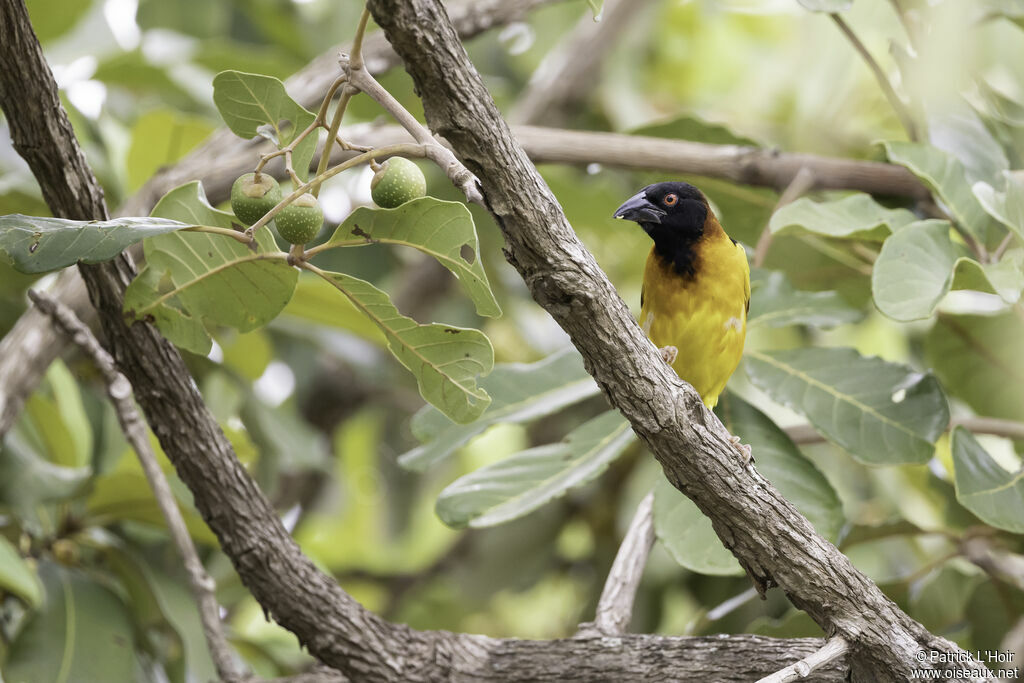 Black-headed Weaver male adult breeding