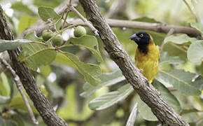 Black-headed Weaver