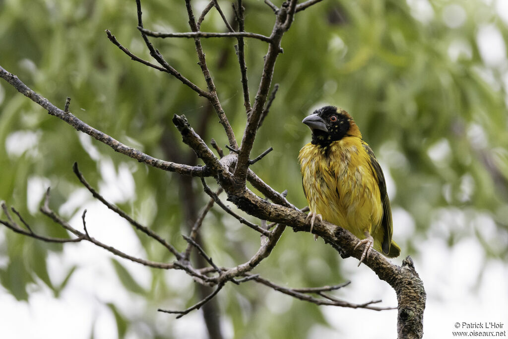 Black-headed Weaver male adult breeding