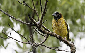 Black-headed Weaver