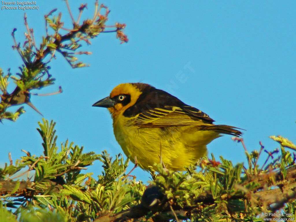 Baglafecht Weaver