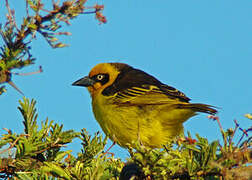 Baglafecht Weaver