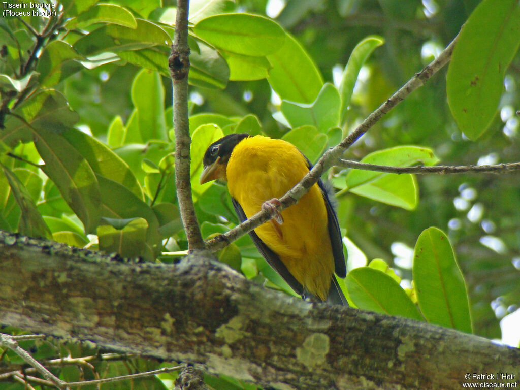 Tisserin bicolore