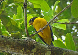 Dark-backed Weaver