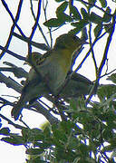 Clarke's Weaver