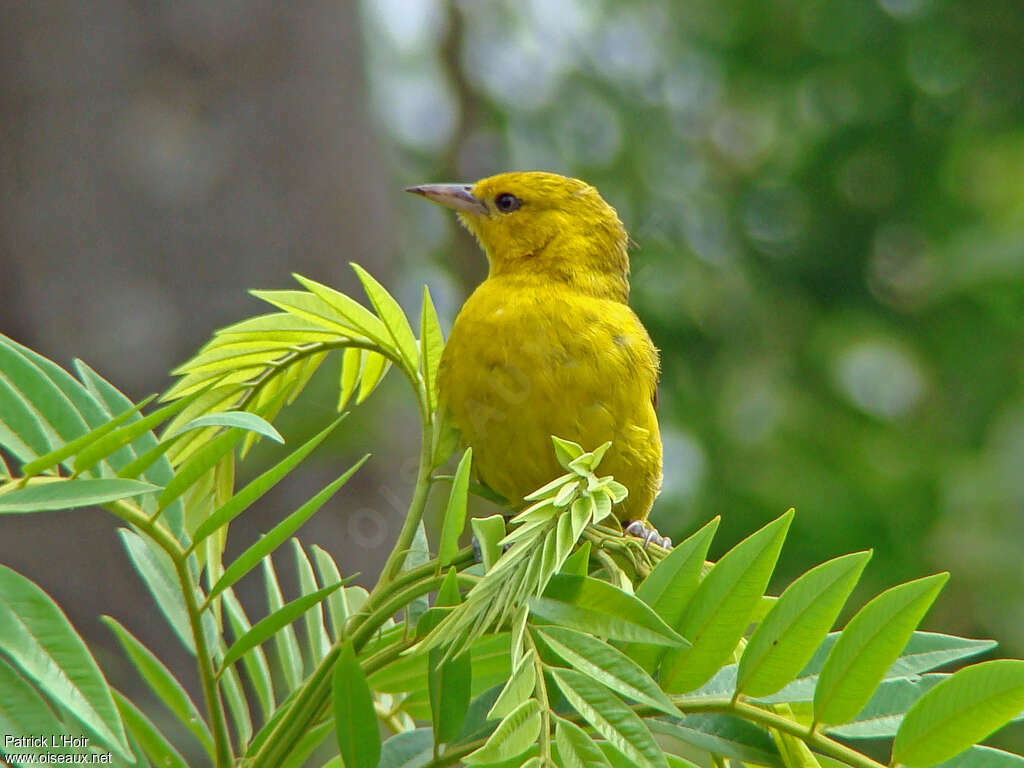 Slender-billed Weaveradult, close-up portrait