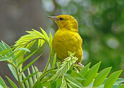 Slender-billed Weaver