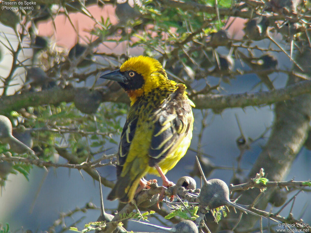 Speke's Weaver