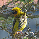 Tisserin de Speke
