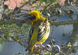 Speke's Weaver