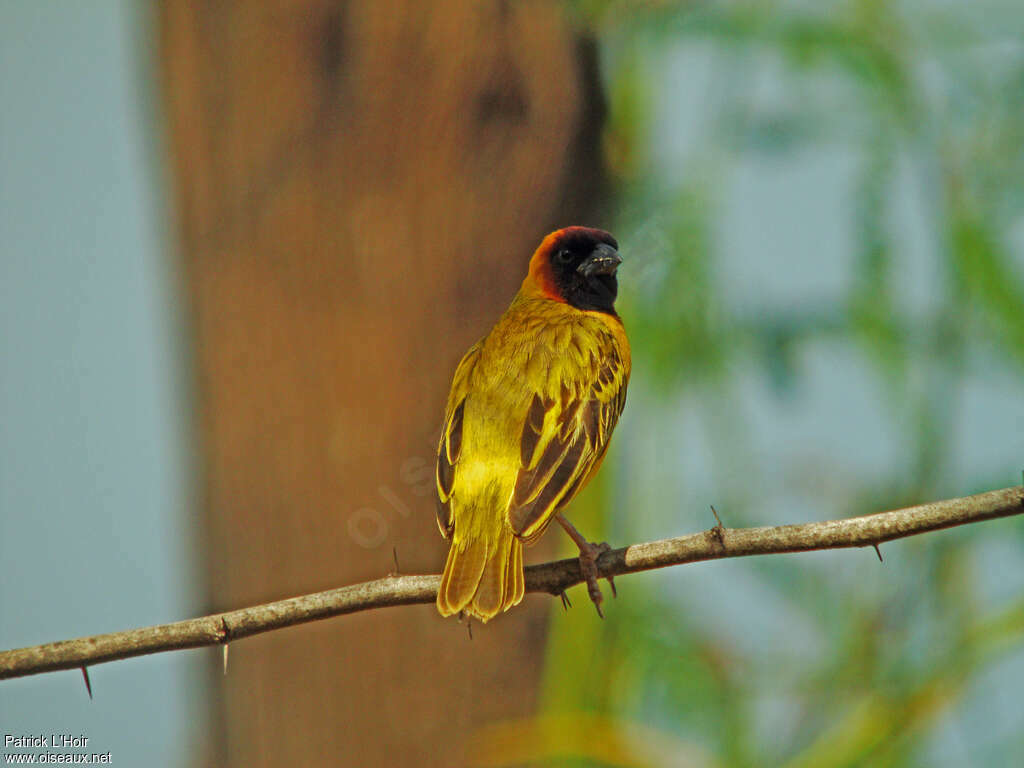 Northern Masked Weaver male adult breeding, pigmentation