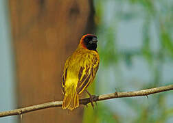 Northern Masked Weaver