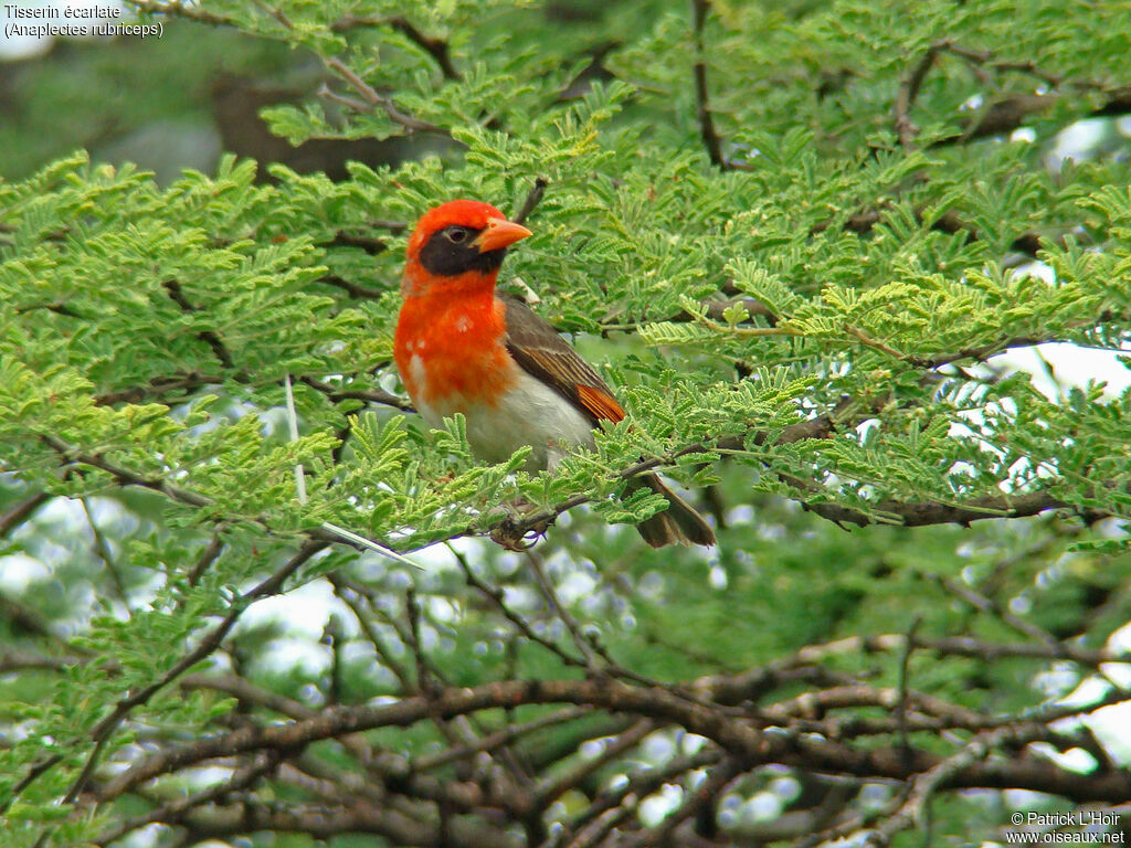 Red-headed Weaver