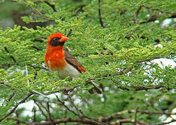 Red-headed Weaver