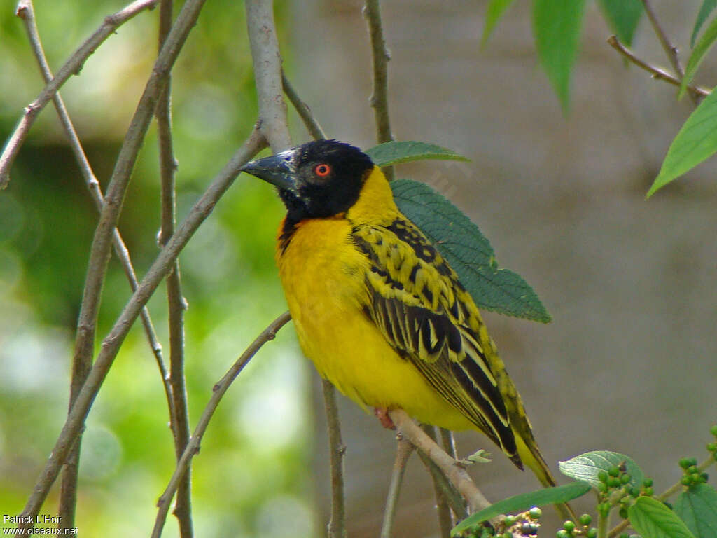 Village Weaver male adult breeding, identification