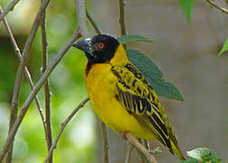 Village Weaver