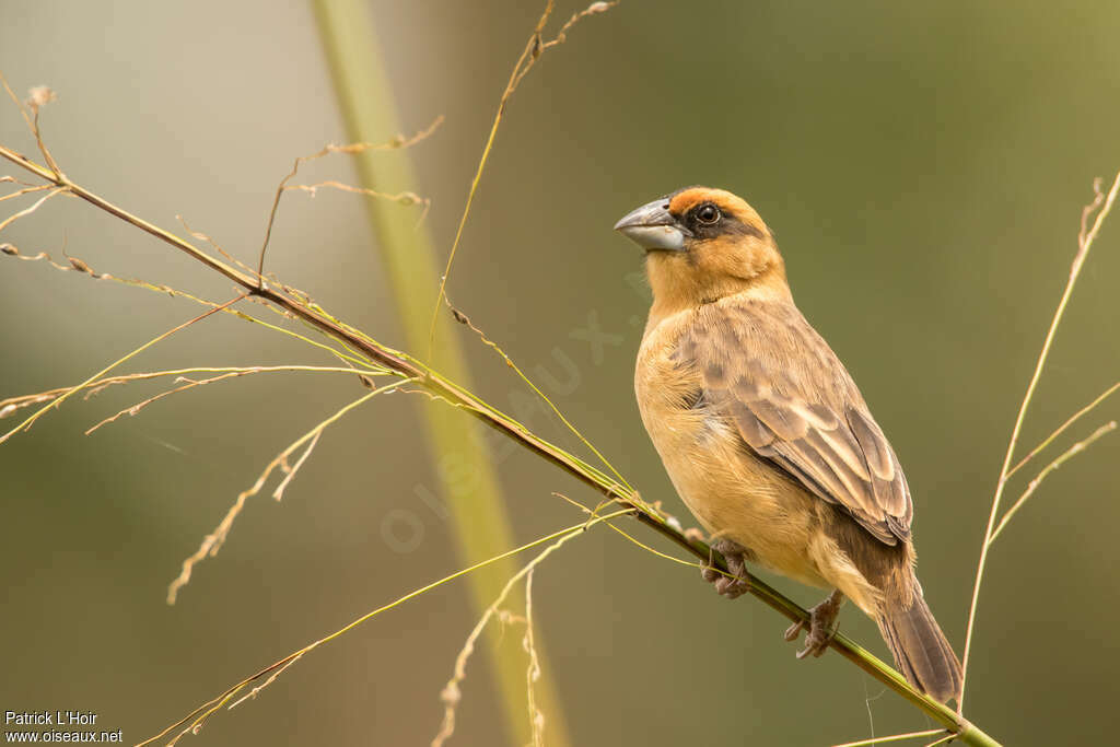 Compact Weaverjuvenile, identification