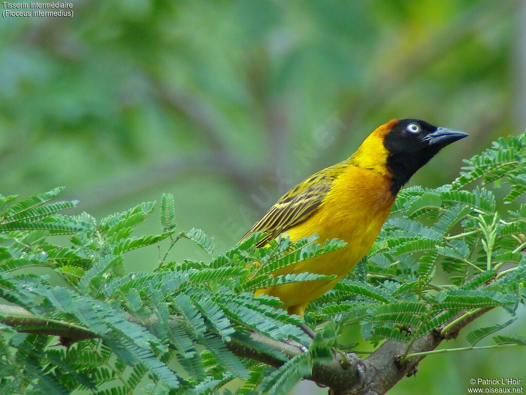 Lesser Masked Weaver