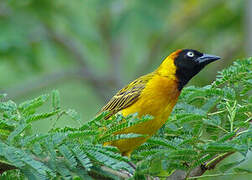 Lesser Masked Weaver