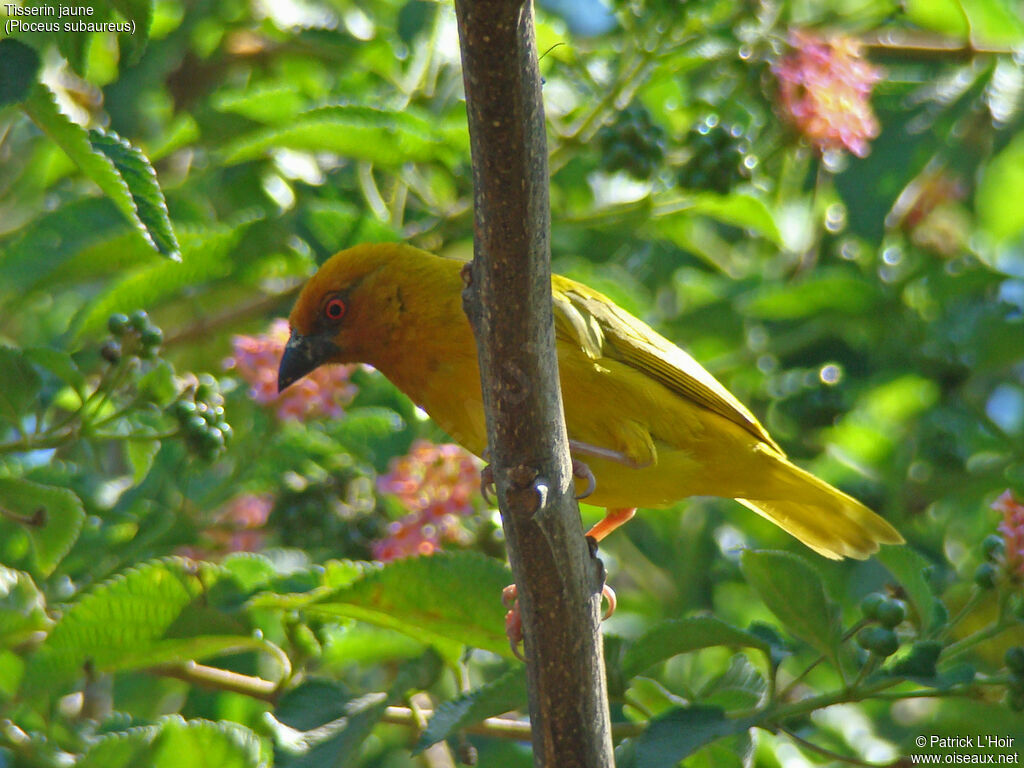 Tisserin jaune