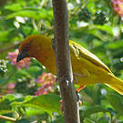 Tisserin jaune