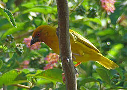 Eastern Golden Weaver