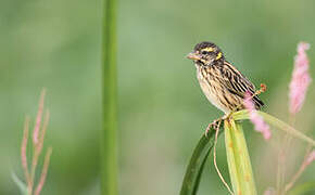 Streaked Weaver