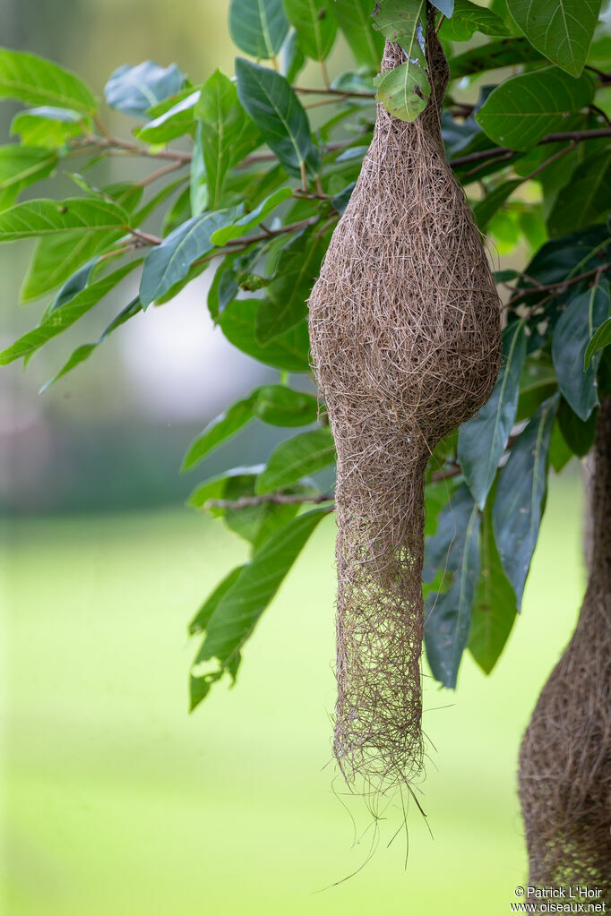 Tisserin manyar, habitat, Nidification