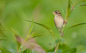 Streaked Weaver