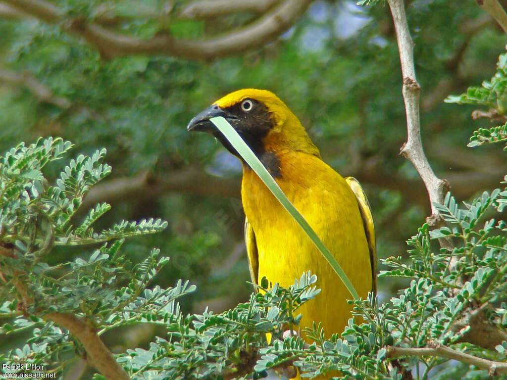 Heuglin's Masked Weaver male adult breeding, close-up portrait