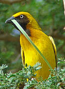 Heuglin's Masked Weaver