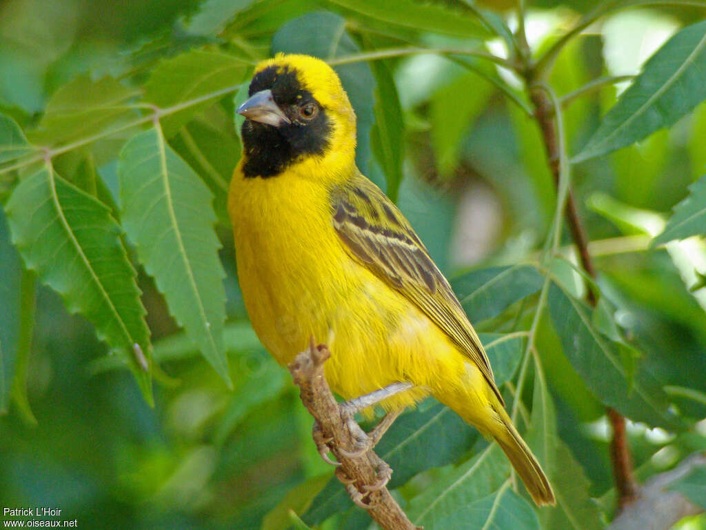 Little Weaver male adult breeding, identification