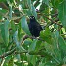 Tisserin noir