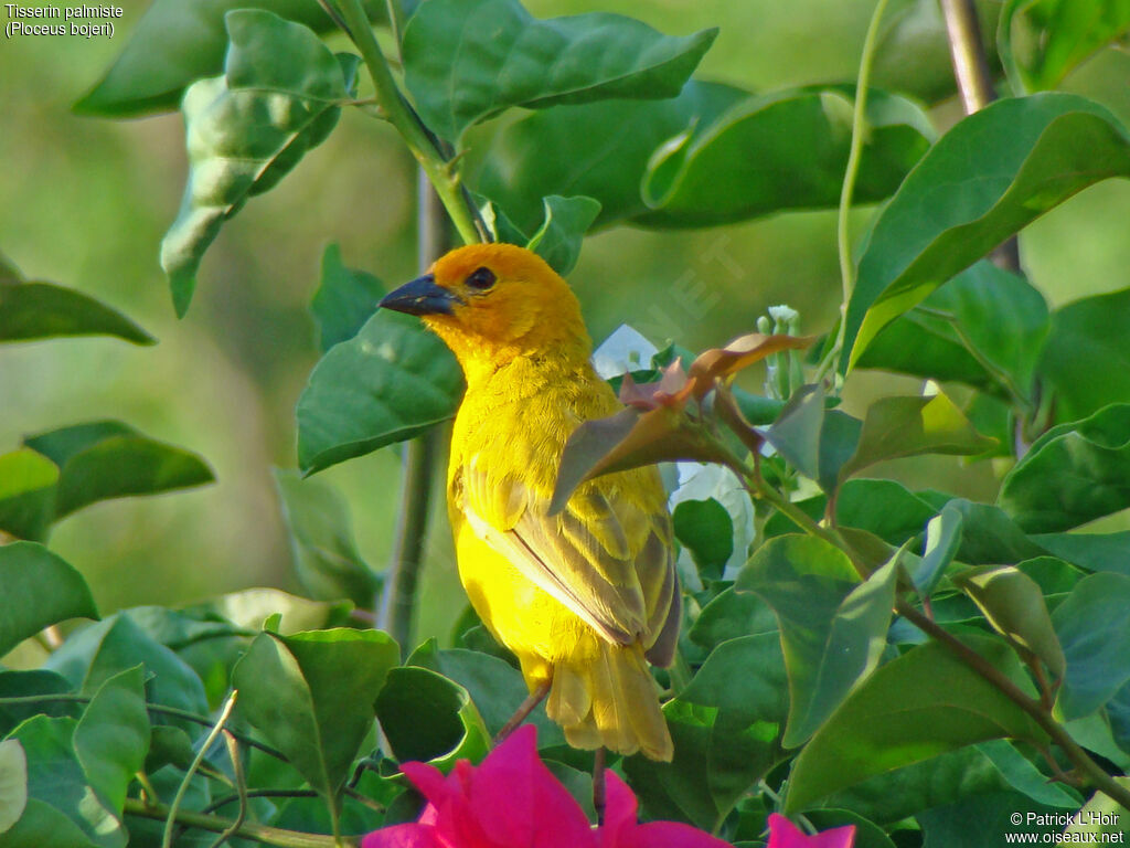 Golden Palm Weaver