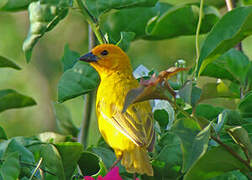 Golden Palm Weaver