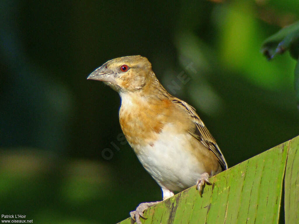 Chestnut Weaver female adult, close-up portrait