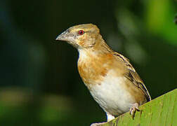 Chestnut Weaver