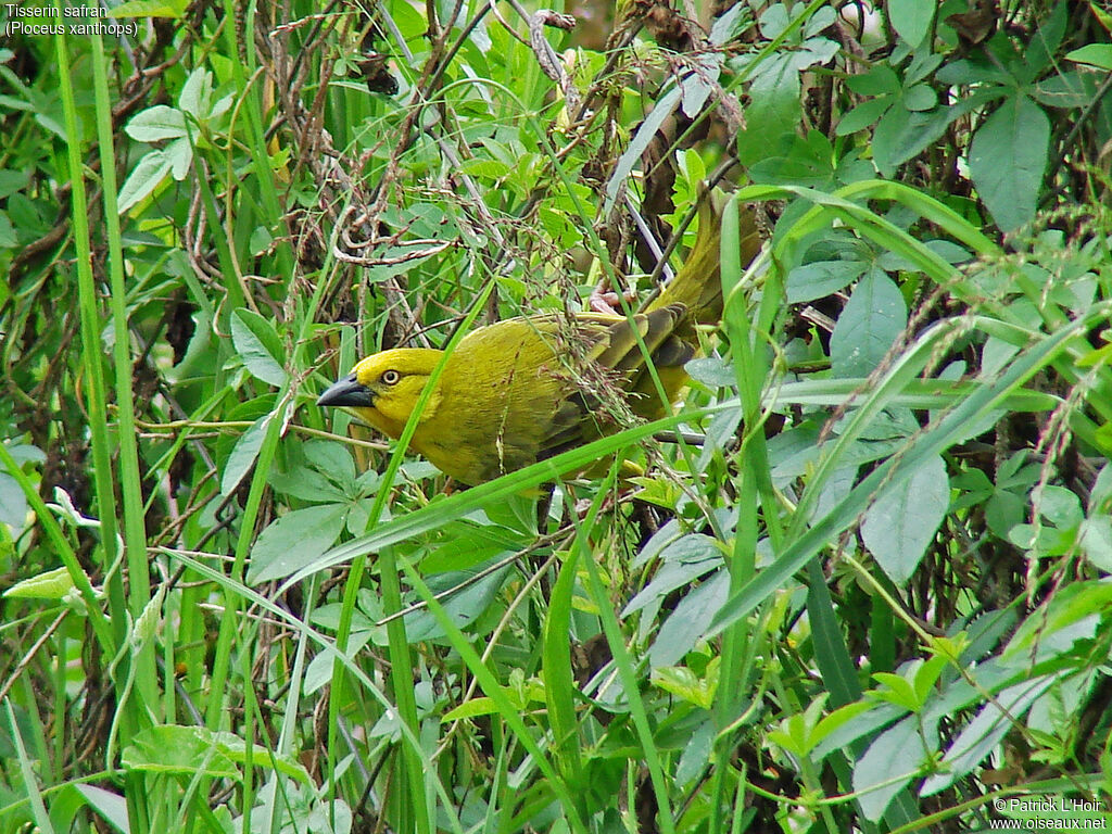 Holub's Golden Weaver