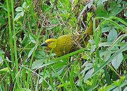 Holub's Golden Weaver