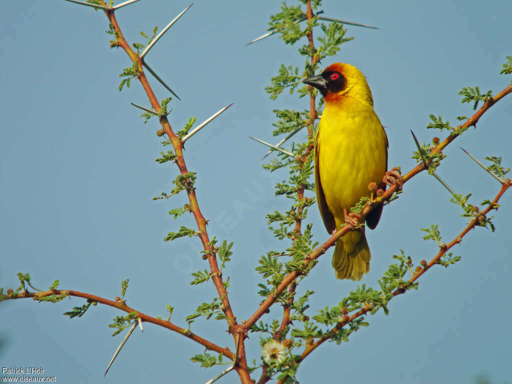 Vitelline Masked Weaver male adult breeding