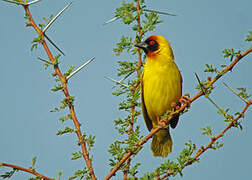 Vitelline Masked Weaver