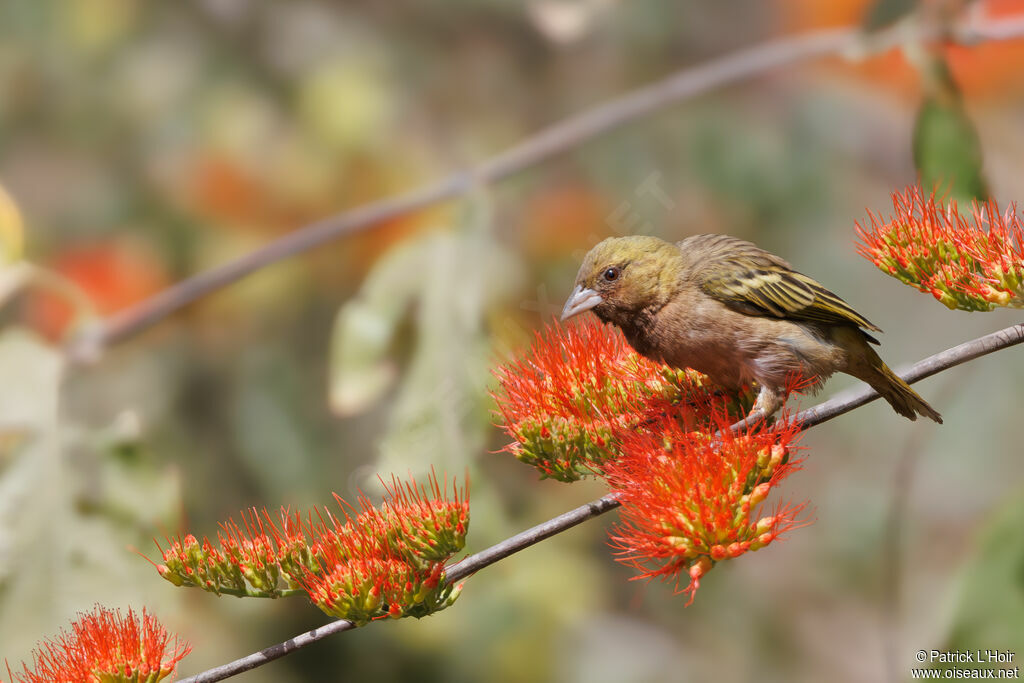 Vitelline Masked Weaver