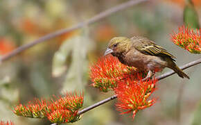 Vitelline Masked Weaver