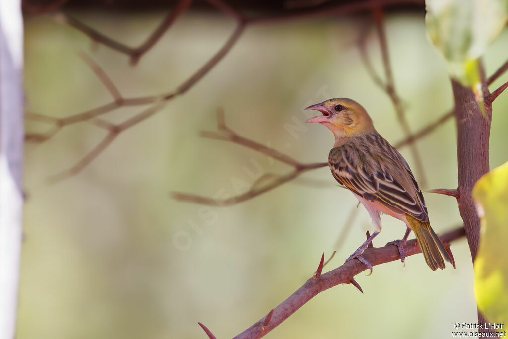 Vitelline Masked Weaver